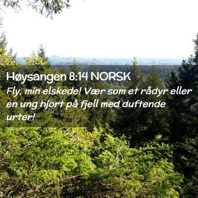 Picture 02 - Høysangen 8:14 NORSK - Fly, min elskede! Vær som et rådyr eller en ung - Bible Verse Picture