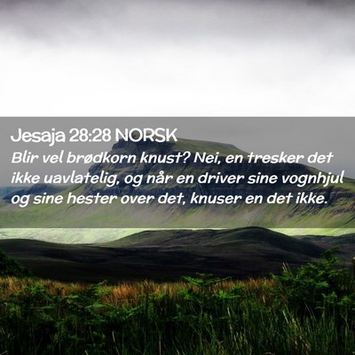 Picture 02 - Jesaja 28:28 NORSK - Blir vel brødkorn knust? Nei, en tresker det - Bible Verse Picture