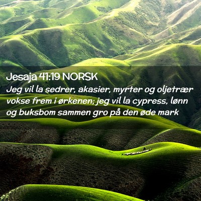 Picture 02 - Jesaja 41:19 NORSK - Jeg vil la sedrer, akasier, myrter og oljetrær - Bible Verse Picture