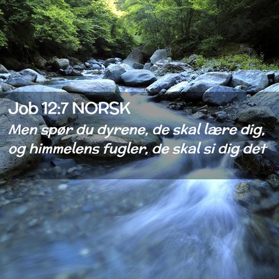 Picture 02 - Job 12:7 NORSK - Men spør du dyrene, de skal lære dig, og - Bible Verse Picture