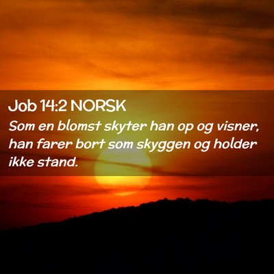 Picture 02 - Job 14:2 NORSK - Som en blomst skyter han op og visner, han farer - Bible Verse Picture