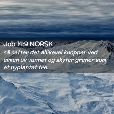 Picture 02 - Job 14:9 NORSK - så setter det allikevel knopper ved eimen av - Bible Verse Picture