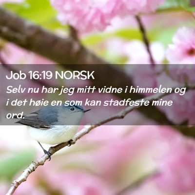 Picture 02 - Job 16:19 NORSK - Selv nu har jeg mitt vidne i himmelen og i det - Bible Verse Picture