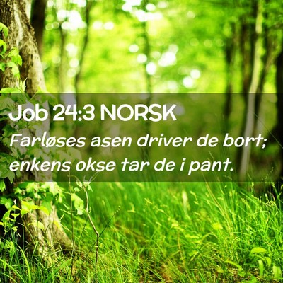 Picture 02 - Job 24:3 NORSK - Farløses asen driver de bort; enkens okse tar de - Bible Verse Picture