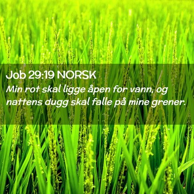 Picture 02 - Job 29:19 NORSK - Min rot skal ligge åpen for vann, og nattens - Bible Verse Picture