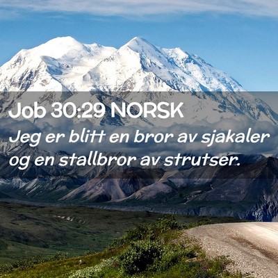 Picture 02 - Job 30:29 NORSK - Jeg er blitt en bror av sjakaler og en stallbror - Bible Verse Picture
