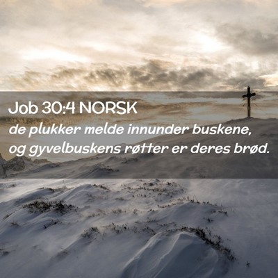 Picture 02 - Job 30:4 NORSK - de plukker melde innunder buskene, og - Bible Verse Picture