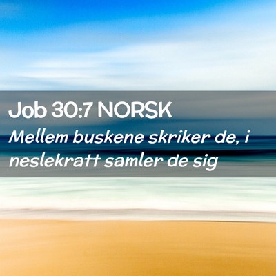 Picture 02 - Job 30:7 NORSK - Mellem buskene skriker de, i neslekratt samler de - Bible Verse Picture