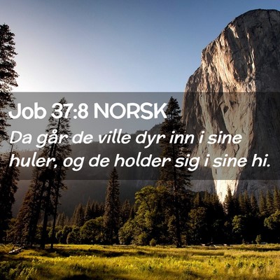 Picture 02 - Job 37:8 NORSK - Da går de ville dyr inn i sine huler, og de - Bible Verse Picture