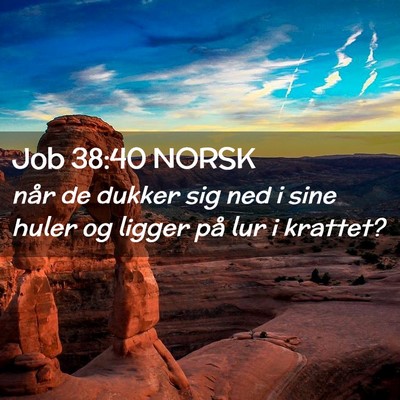 Picture 02 - Job 38:40 NORSK - når de dukker sig ned i sine huler og ligger på - Bible Verse Picture