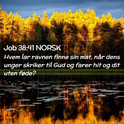 Picture 02 - Job 38:41 NORSK - Hvem lar ravnen finne sin mat, når dens unger - Bible Verse Picture