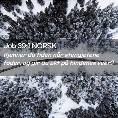 Picture 02 - Job 39:1 NORSK - Kjenner du tiden når stengjetene føder, og gir - Bible Verse Picture