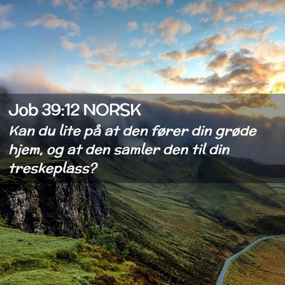 Picture 02 - Job 39:12 NORSK - Kan du lite på at den fører din grøde hjem, og - Bible Verse Picture