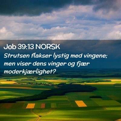 Picture 02 - Job 39:13 NORSK - Strutsen flakser lystig med vingene; men viser - Bible Verse Picture