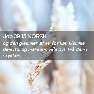 Picture 02 - Job 39:15 NORSK - og den glemmer at en fot kan klemme dem itu, og - Bible Verse Picture