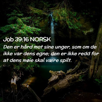 Picture 02 - Job 39:16 NORSK - Den er hård mot sine unger, som om de ikke var - Bible Verse Picture