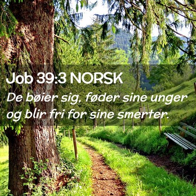 Picture 02 - Job 39:3 NORSK - De bøier sig, føder sine unger og blir fri for - Bible Verse Picture