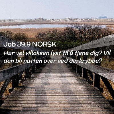Picture 02 - Job 39:9 NORSK - Har vel villoksen lyst til å tjene dig? Vil den - Bible Verse Picture