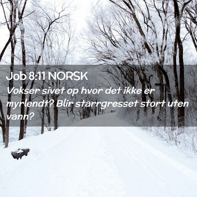 Picture 02 - Job 8:11 NORSK - Vokser sivet op hvor det ikke er myrlendt? Blir - Bible Verse Picture