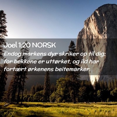Picture 02 - Joel 1:20 NORSK - Endog markens dyr skriker op til dig; for bekkene - Bible Verse Picture