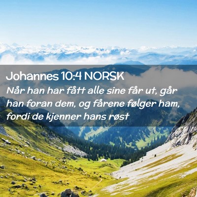 Picture 02 - Johannes 10:4 NORSK - Når han har fått alle sine får ut, går han - Bible Verse Picture