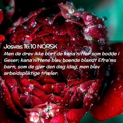 Picture 02 - Josvas 16:10 NORSK - Men de drev ikke bort de kana'nitter som bodde i - Bible Verse Picture