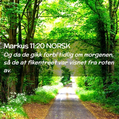 Picture 02 - Markus 11:20 NORSK - Og da de gikk forbi tidlig om morgenen, så de at - Bible Verse Picture