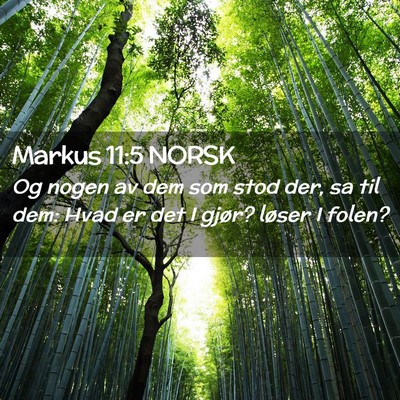Picture 02 - Markus 11:5 NORSK - Og nogen av dem som stod der, sa til dem: Hvad er - Bible Verse Picture