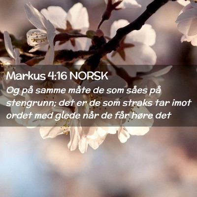 Picture 02 - Markus 4:16 NORSK - Og på samme måte de som såes på stengrunn; - Bible Verse Picture