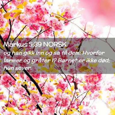 Picture 02 - Markus 5:39 NORSK - og han gikk inn og sa til dem: Hvorfor larmer og - Bible Verse Picture