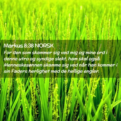 Picture 02 - Markus 8:38 NORSK - For den som skammer sig ved mig og mine ord i - Bible Verse Picture