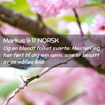 Picture 02 - Markus 9:17 NORSK - Og en blandt folket svarte: Mester! jeg har ført - Bible Verse Picture