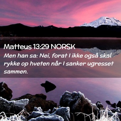 Picture 02 - Matteus 13:29 NORSK - Men han sa: Nei, forat I ikke også skal rykke op - Bible Verse Picture