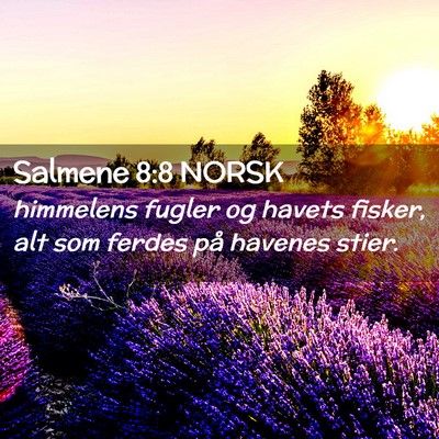 Picture 02 - Salmene 8:8 NORSK - himmelens fugler og havets fisker, alt som ferdes - Bible Verse Picture