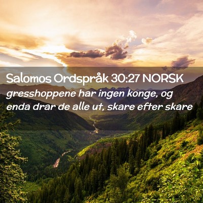 Picture 02 - Salomos Ordspråk 30:27 NORSK - gresshoppene har ingen konge, og enda drar de - Bible Verse Picture