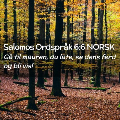 Picture 02 - Salomos Ordspråk 6:6 NORSK - Gå til mauren, du late, se dens ferd og bli - Bible Verse Picture