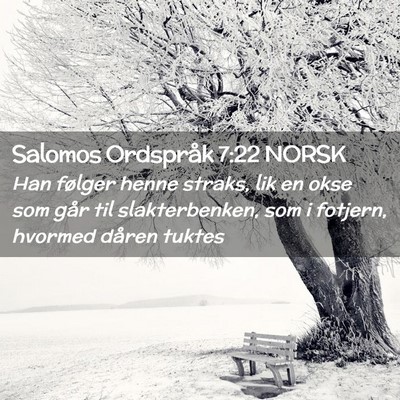 Picture 02 - Salomos Ordspråk 7:22 NORSK - Han følger henne straks, lik en okse som går - Bible Verse Picture