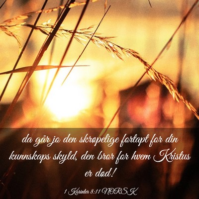Picture 03 - 1 Korinter 8:11 NORSK - da går jo den skrøpelige fortapt for din - Bible Verse Picture