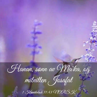 Picture 03 - 1 Krønikebok 11:43 NORSK - Hanan, sønn av Ma'ka, og mitnitten - Bible Verse Picture