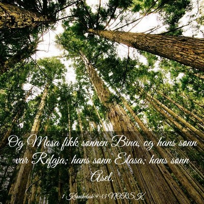 Picture 03 - 1 Krønikebok 9:43 NORSK - Og Mosa fikk sønnen Bina, og hans sønn var - Bible Verse Picture