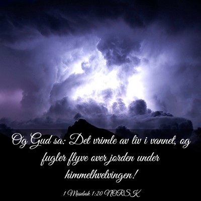 Picture 03 - 1 Mosebok 1:20 NORSK - Og Gud sa: Det vrimle av liv i vannet, og fugler - Bible Verse Picture