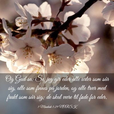 Picture 03 - 1 Mosebok 1:29 NORSK - Og Gud sa: Se, jeg gir eder alle urter som sår - Bible Verse Picture