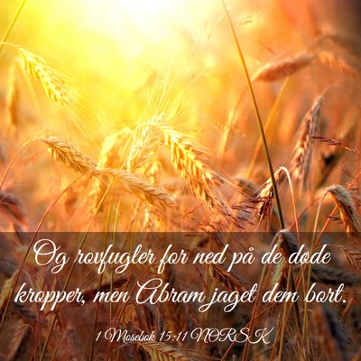 Picture 03 - 1 Mosebok 15:11 NORSK - Og rovfugler for ned på de døde kropper, men - Bible Verse Picture