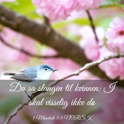 Picture 03 - 1 Mosebok 3:4 NORSK - Da sa slangen til kvinnen: I skal visselig ikke - Bible Verse Picture