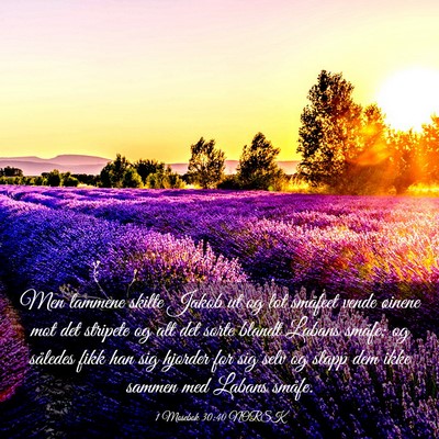 Picture 03 - 1 Mosebok 30:40 NORSK - Men lammene skilte Jakob ut og lot småfeet vende - Bible Verse Picture