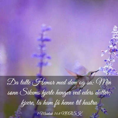 Picture 03 - 1 Mosebok 34:8 NORSK - Da talte Hemor med dem og sa: Min sønn Sikems - Bible Verse Picture