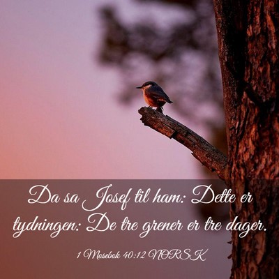Picture 03 - 1 Mosebok 40:12 NORSK - Da sa Josef til ham: Dette er tydningen: De tre - Bible Verse Picture