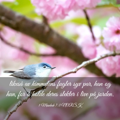 Picture 03 - 1 Mosebok 7:3 NORSK - likeså av himmelens fugler syv par, han og hun, - Bible Verse Picture