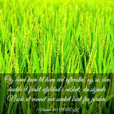 Picture 03 - 1 Mosebok 8:11 NORSK - Og duen kom til ham ved aftenstid, og se, den - Bible Verse Picture
