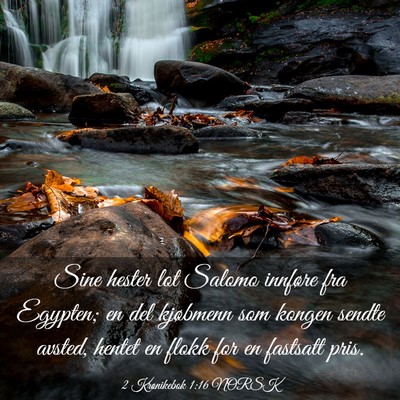 Picture 03 - 2 Krønikebok 1:16 NORSK - Sine hester lot Salomo innføre fra Egypten; en - Bible Verse Picture